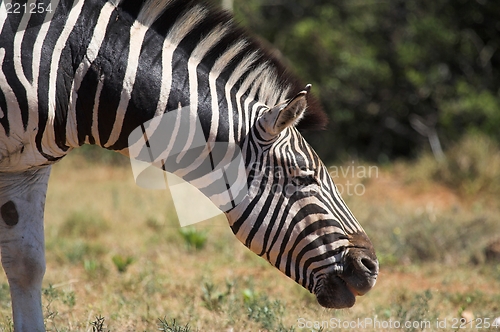 Image of zebra