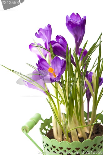 Image of crocuses