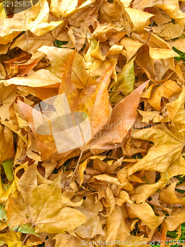 Image of Falling leaves