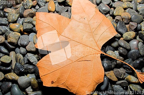 Image of orange on black