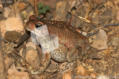 Image of camo frog