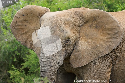 Image of elephant