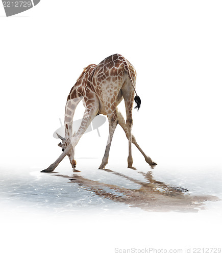 Image of  Giraffe Drinking Water