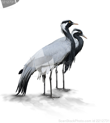 Image of Two Demoiselle Crane Birds