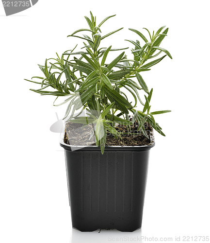 Image of Rosemary Herb