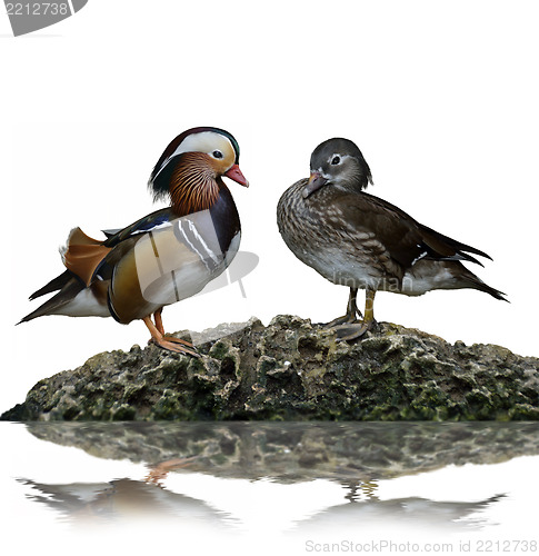 Image of Male And Female Mandarin Ducks