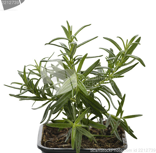 Image of Rosemary Herb