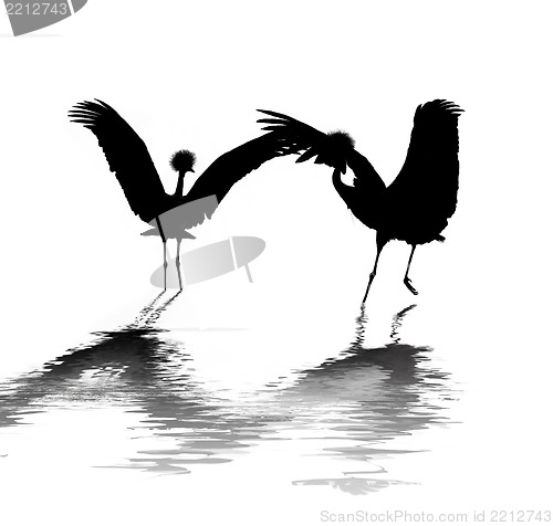 Image of Crane Birds Dancing