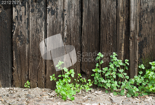 Image of Old cracked paint on boards