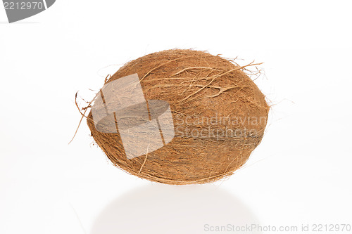 Image of Coconut with it's shade