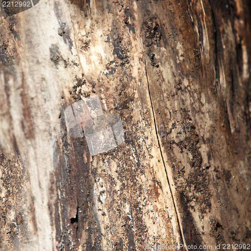 Image of Close-up of wood with termites
