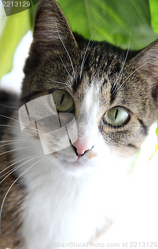 Image of Cat portrait