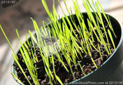 Image of Sprouts in the pot