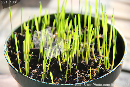Image of Sprouts in the pot