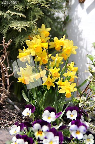 Image of Spring narcissuses
