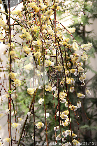 Image of Spring willow branch with pussy