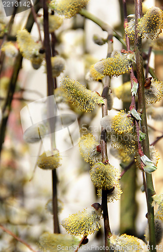 Image of Spring willow branch with pussy