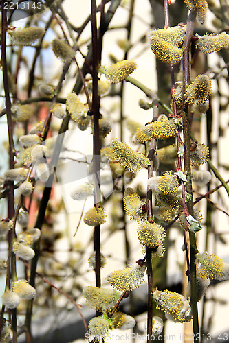 Image of Spring willow branch with pussy