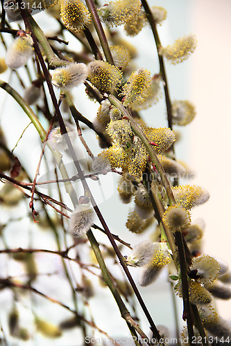 Image of Spring willow branch with pussy