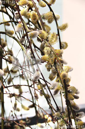 Image of Spring willow branch with pussy
