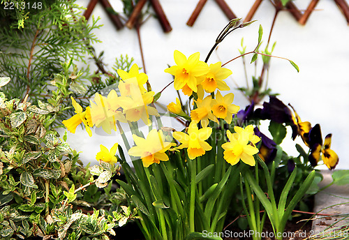 Image of Spring narcissuses