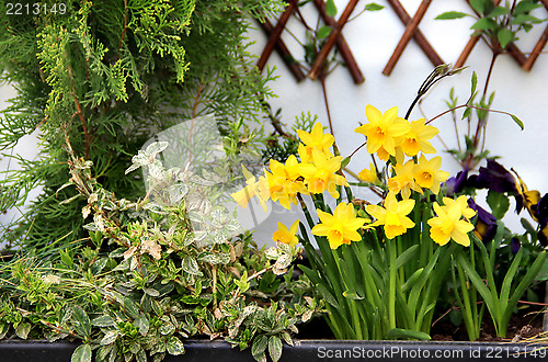 Image of Spring narcissuses