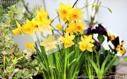 Image of Spring narcissuses