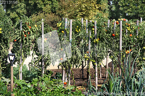 Image of Vegetable garden 