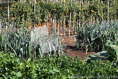 Image of Vegetable garden 