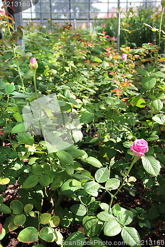 Image of Roses in the greenhouse