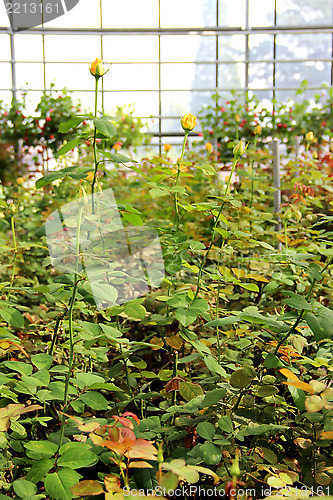 Image of Roses in the greenhouse