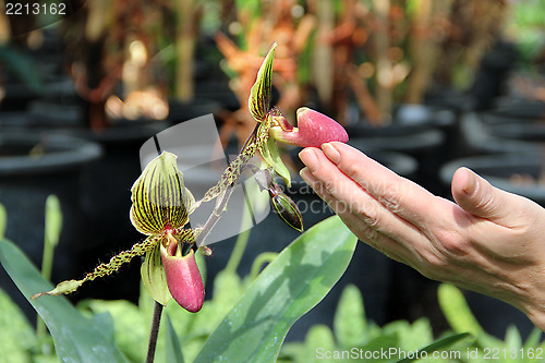 Image of Tiger blooming orchid and woman hand