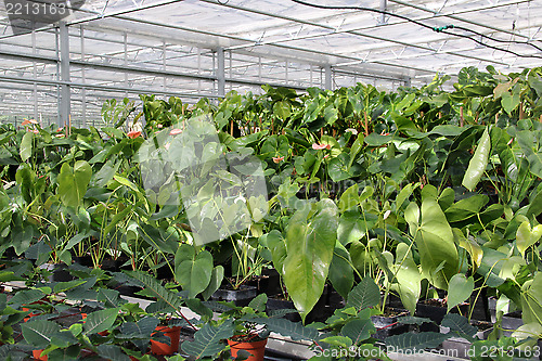 Image of Flowers in the greenhouse