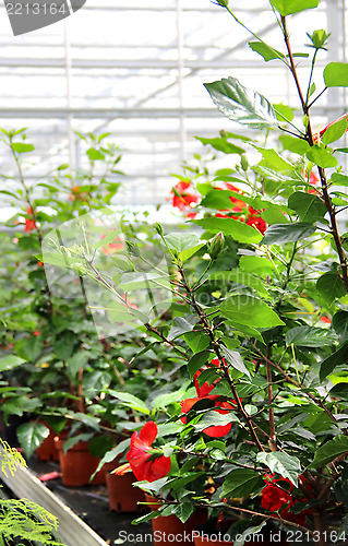 Image of Flowers in the greenhouse