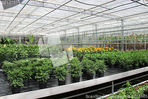 Image of Plants in the greenhouse