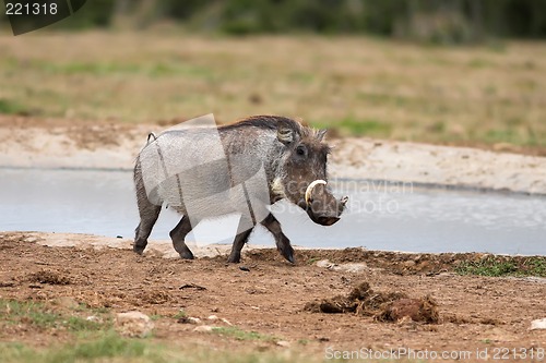 Image of warthog