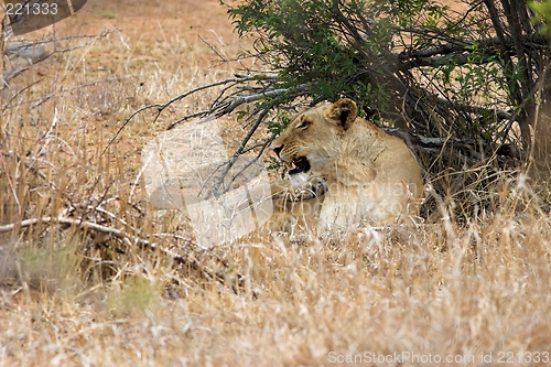 Image of lioness in shade