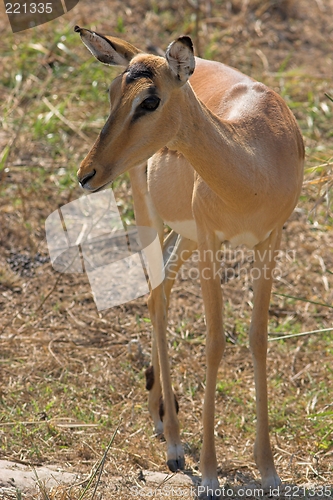 Image of young impala