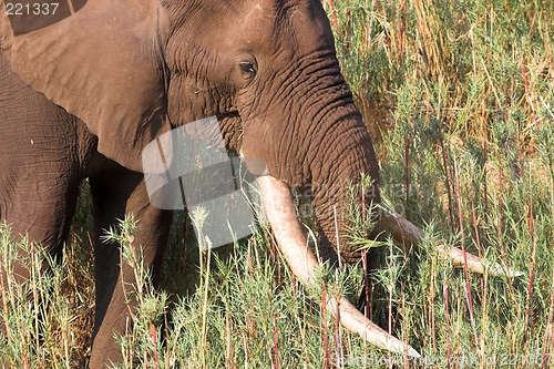 Image of Kruger big tusker