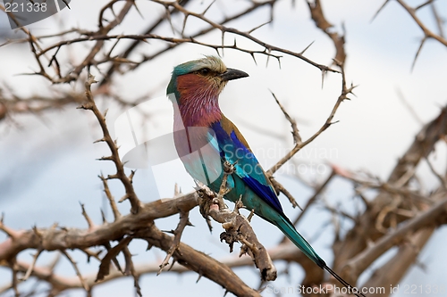 Image of lilac breasted roller