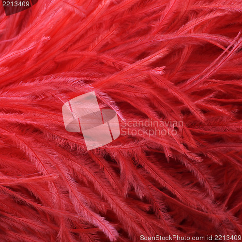 Image of Red ostrich feather boa