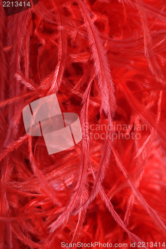 Image of Detail of a red feather boa