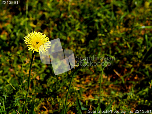 Image of yellow daisy