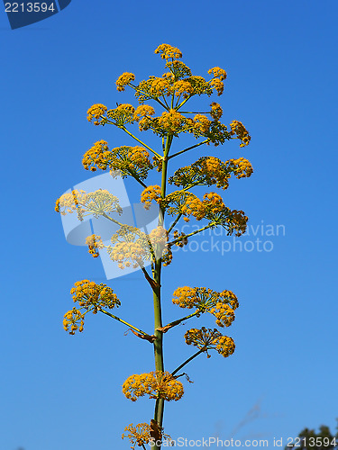 Image of wild fennel flower