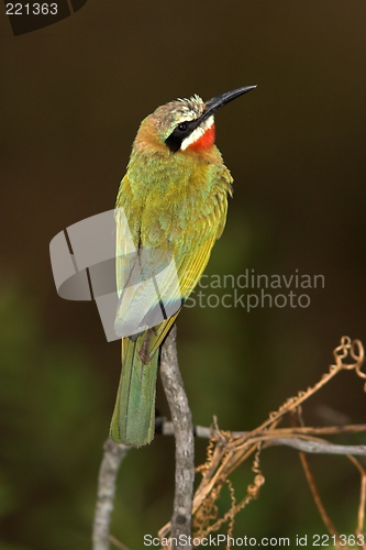 Image of bee eater against black