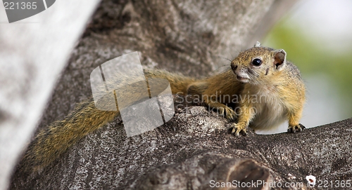 Image of tree squirrel