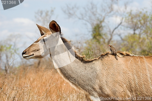 Image of kudu female