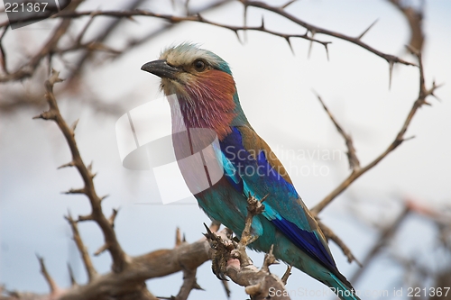 Image of lilac breasted roller