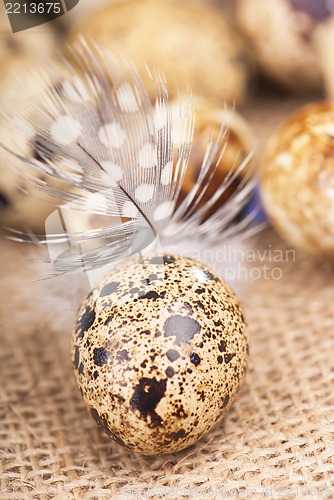 Image of quail eggs and feather lie on a cloth