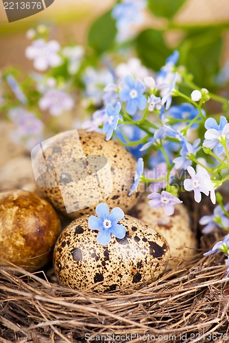 Image of quail eggs in the nest and forget-me-not